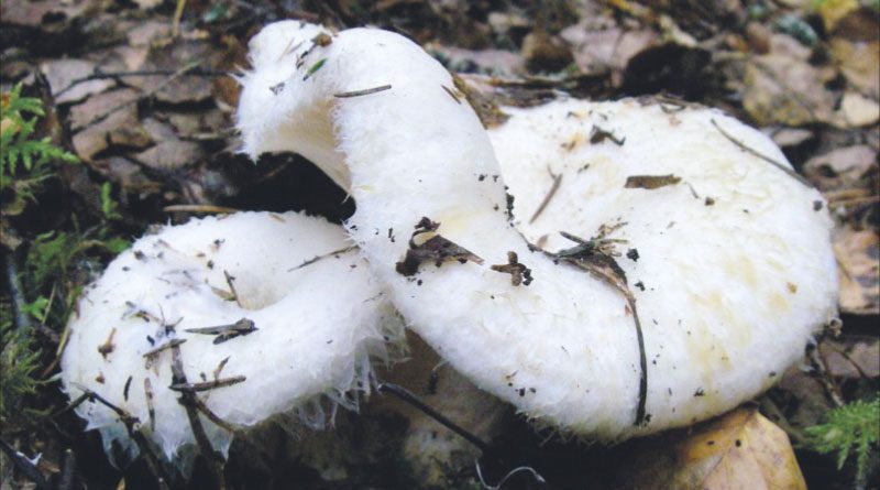 Груздь. Деликатес грибной засолки - «Регион». Журнал о Республике Коми