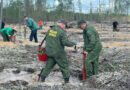 В Княжпогостском районе высадили более 4 тысяч сеянцев сосны